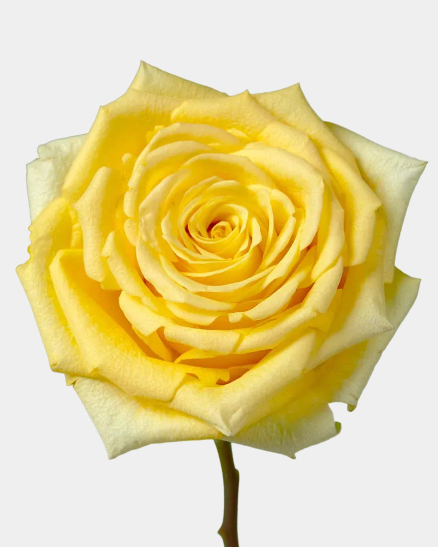 Rosas de Polvo de Estrellas Amarillas Largas