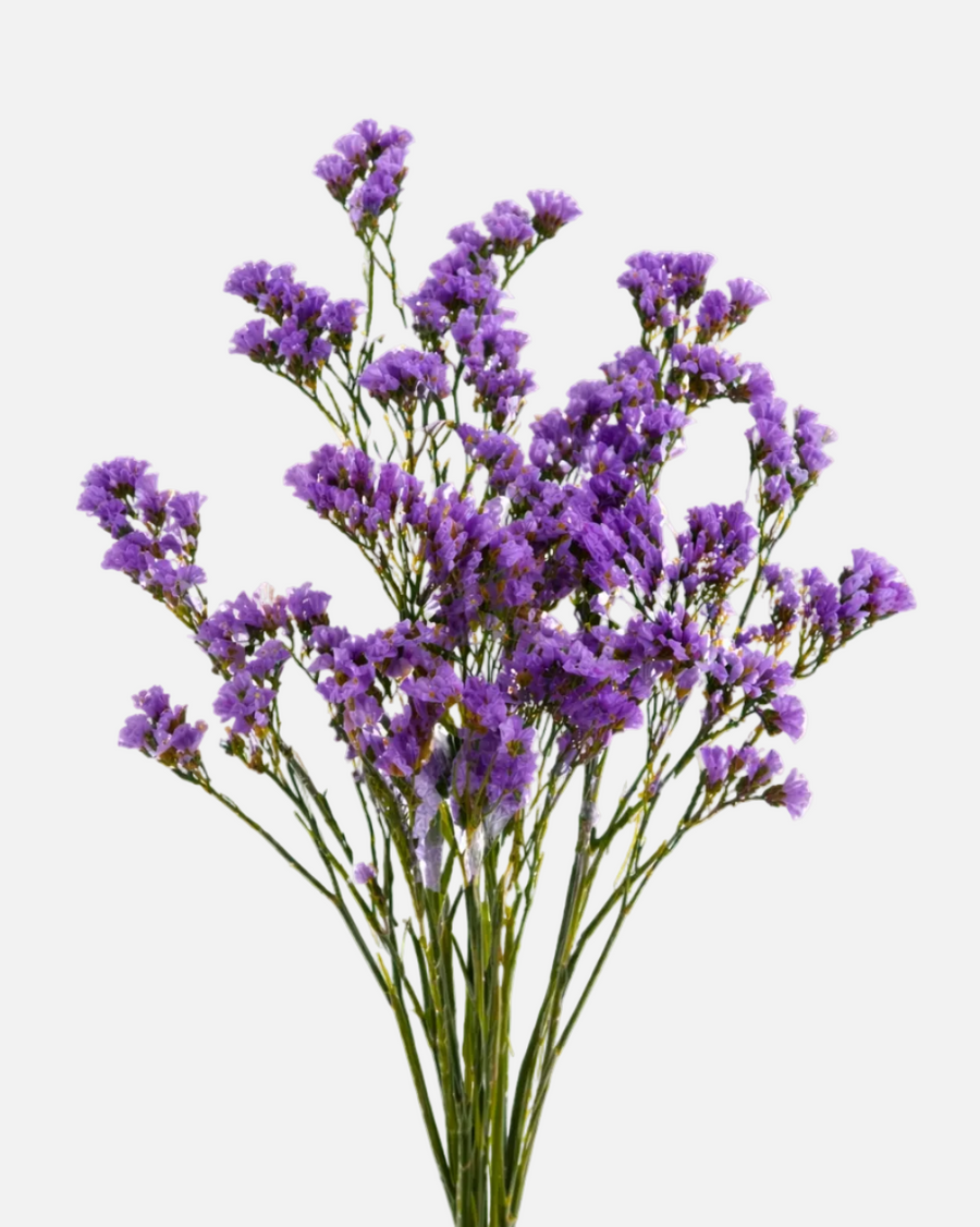 Estátice Morada