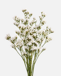 Statice White