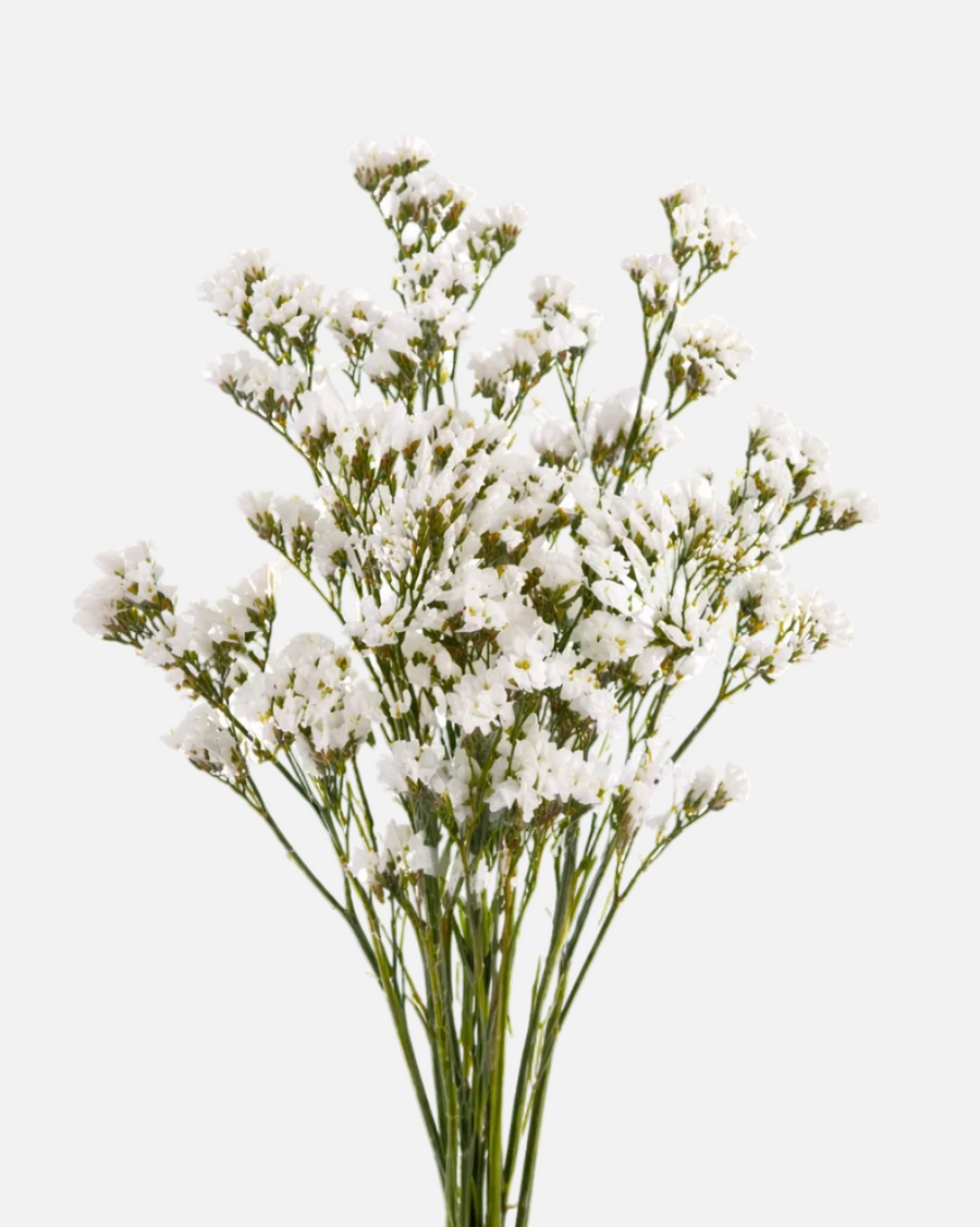 Estatice blanco