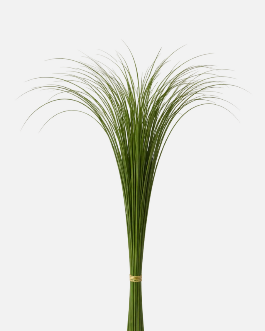 Acero Gras