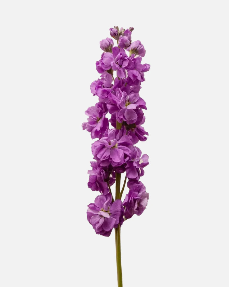 Morado stock