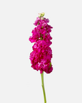 Stock Hot Pink