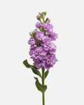 Lavanda de existencias