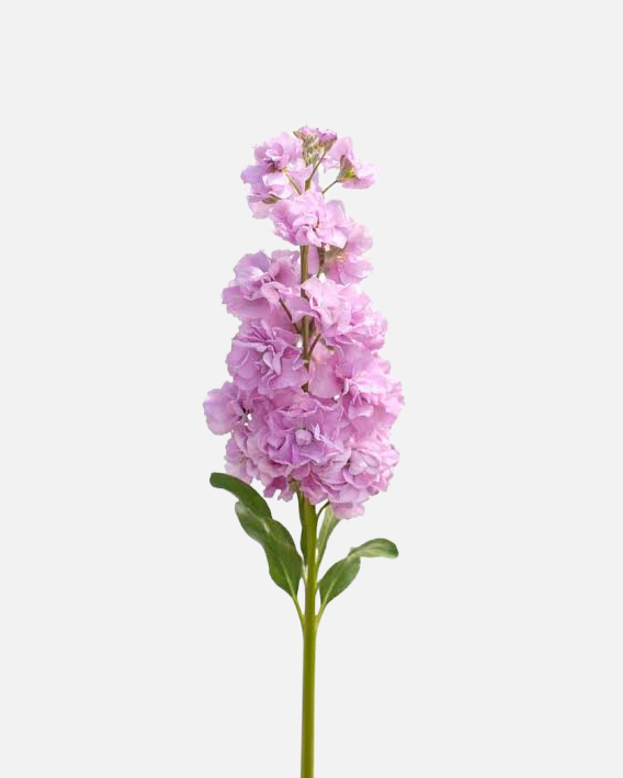 Stock Light Pink