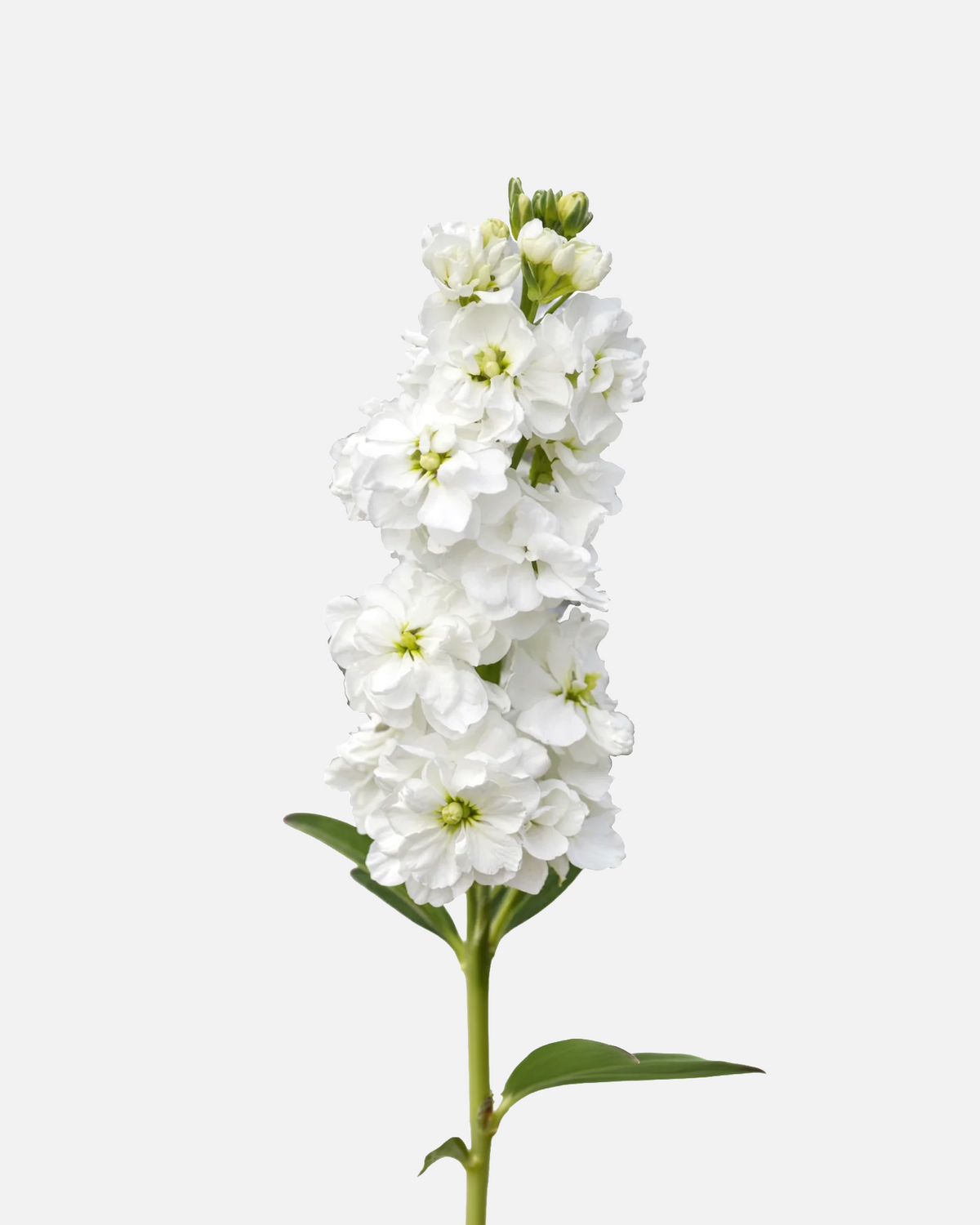 Stock White