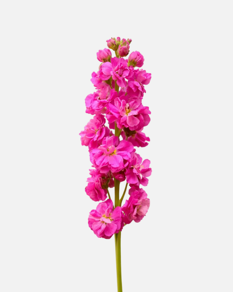 Fucsia fuerte