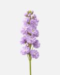 Stock Lavender