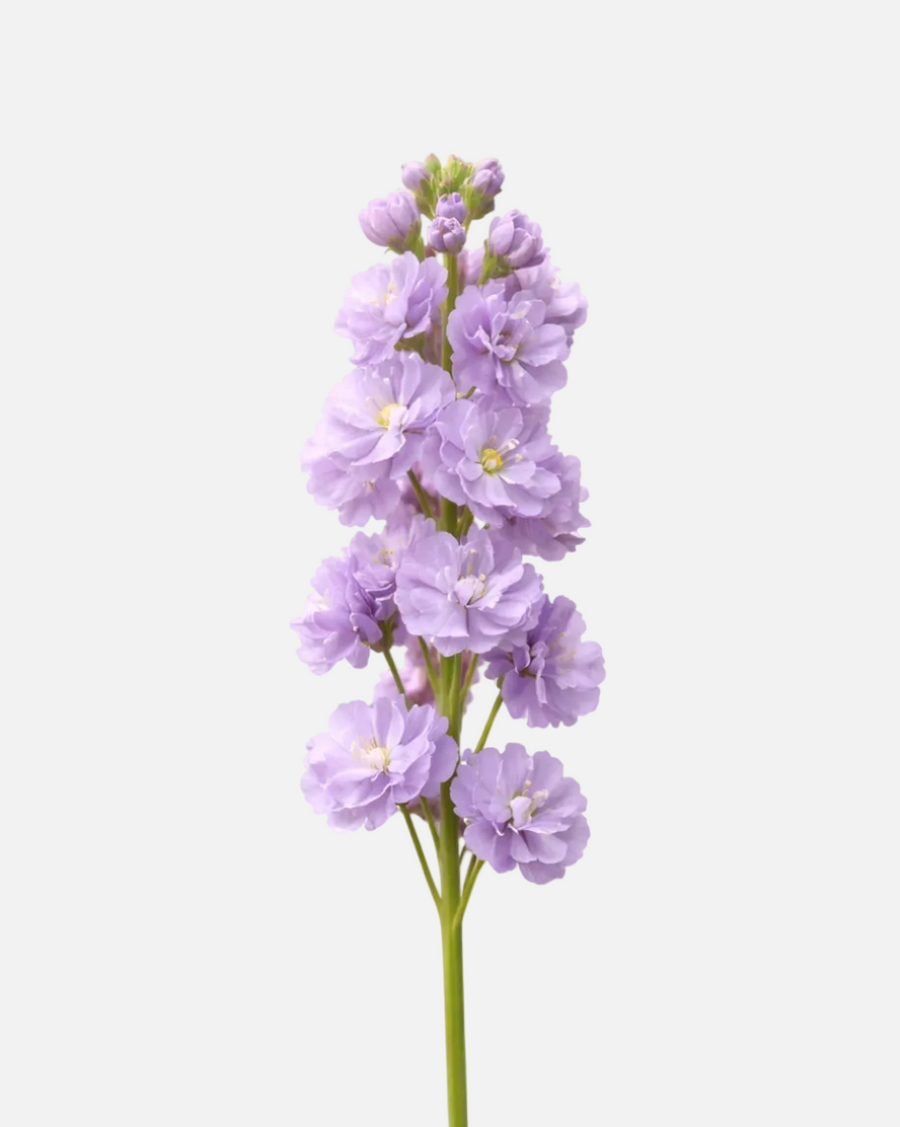 Lavanda de existencias