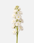 Stock White