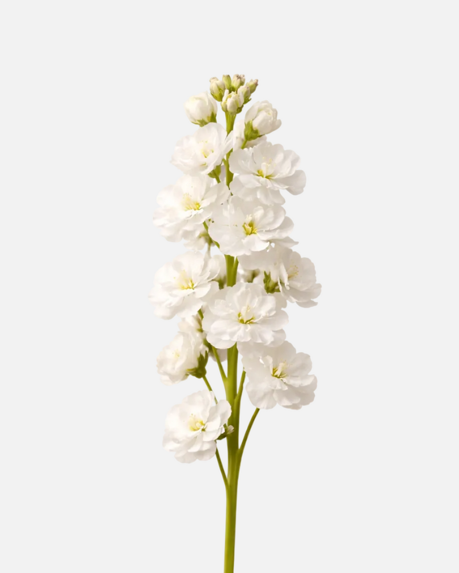 Blanco liso