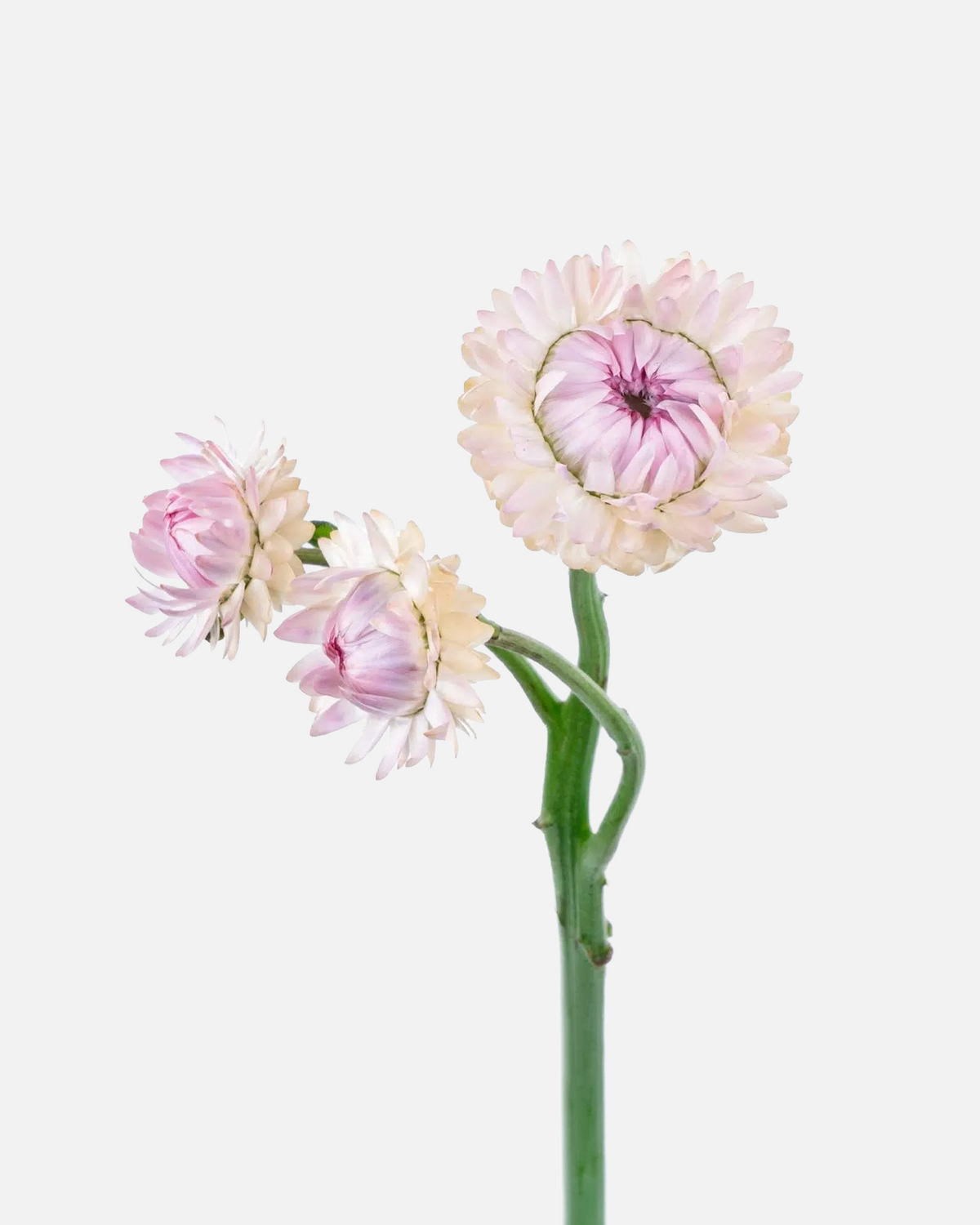 Strawflower Pink