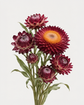 Strawflower Burgundy