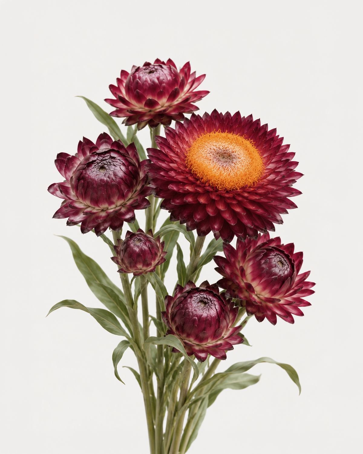 Strawflower Burgundy