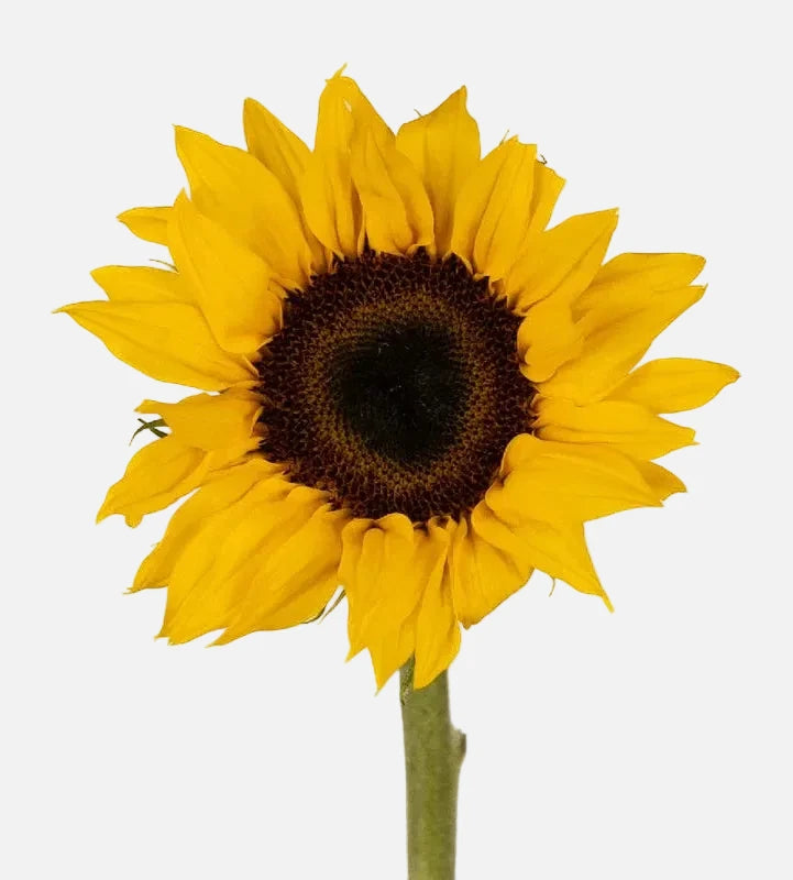 Girasoles