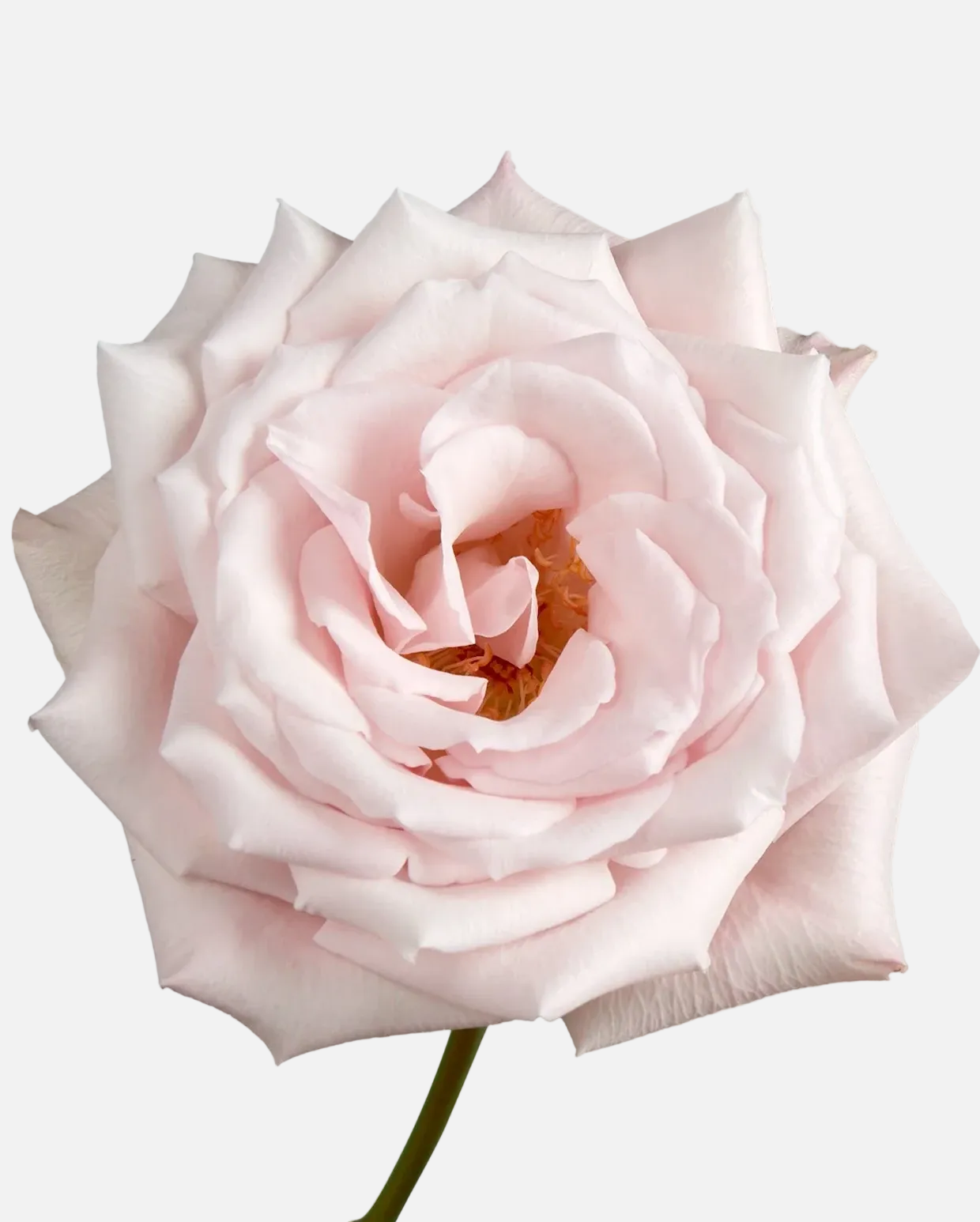 Sweet Escimo Roses Pink Long
