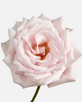 Sweet Escimo Roses Pink Short