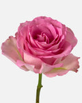 Sweet Unique Roses Pink Short