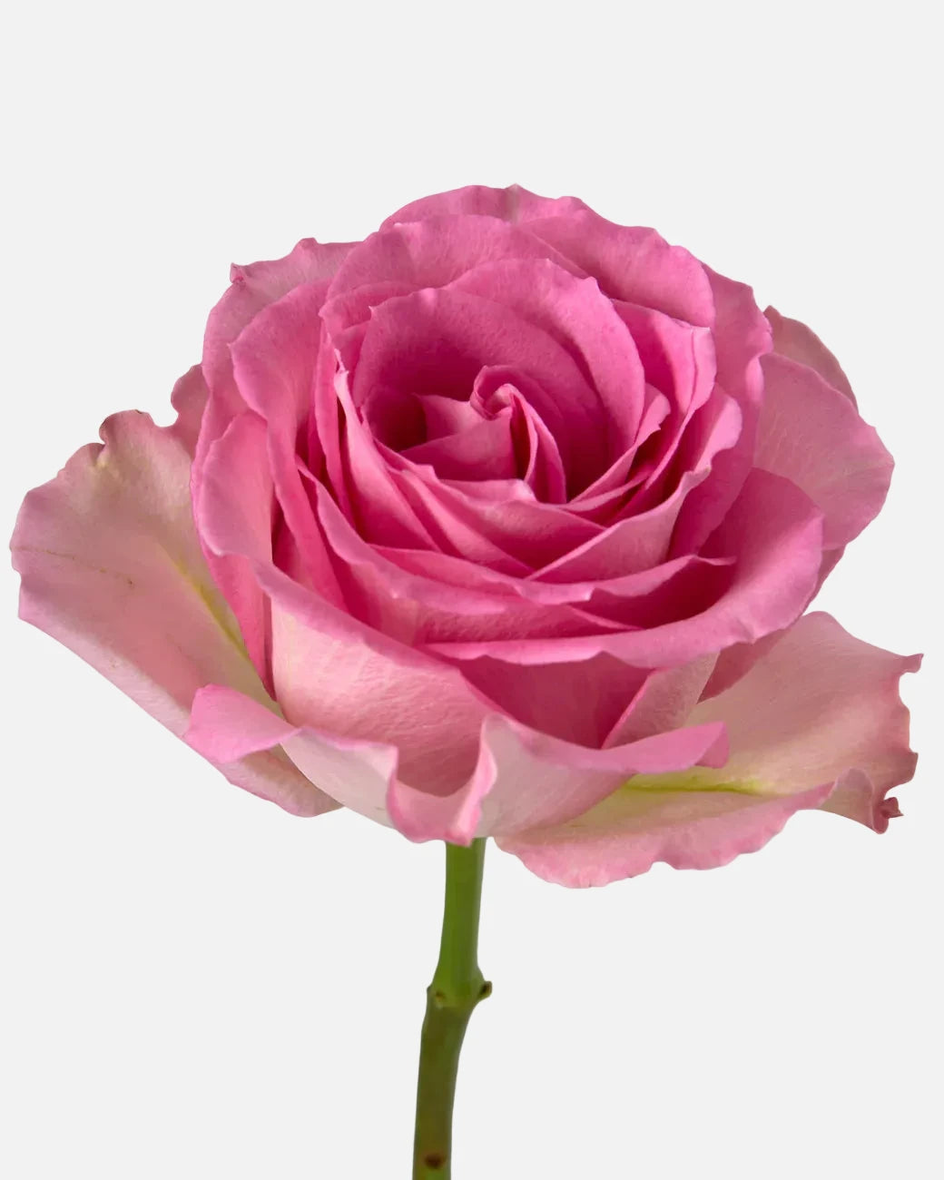 Sweet Unique Roses Pink Short