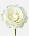Tibet Roses White Short
