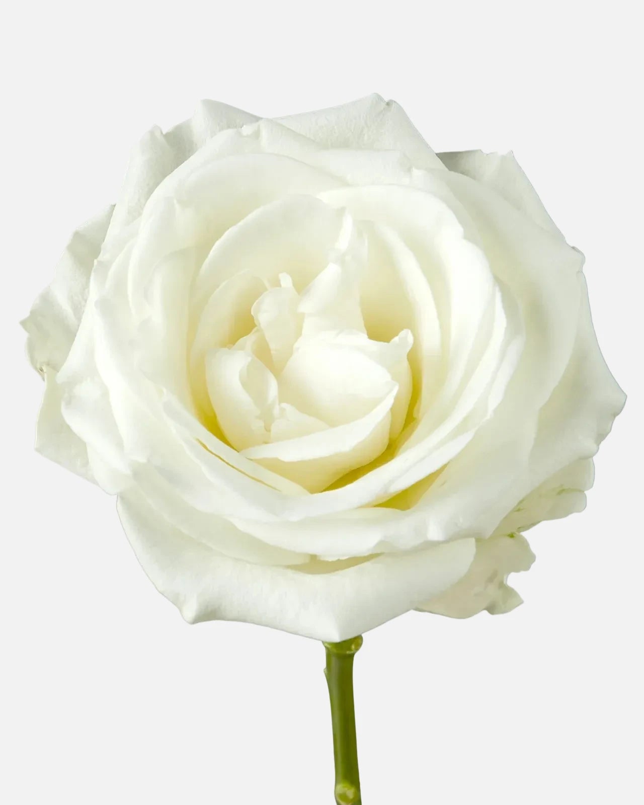 Tibet Roses White Short