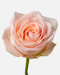 Tiffany Roses Short