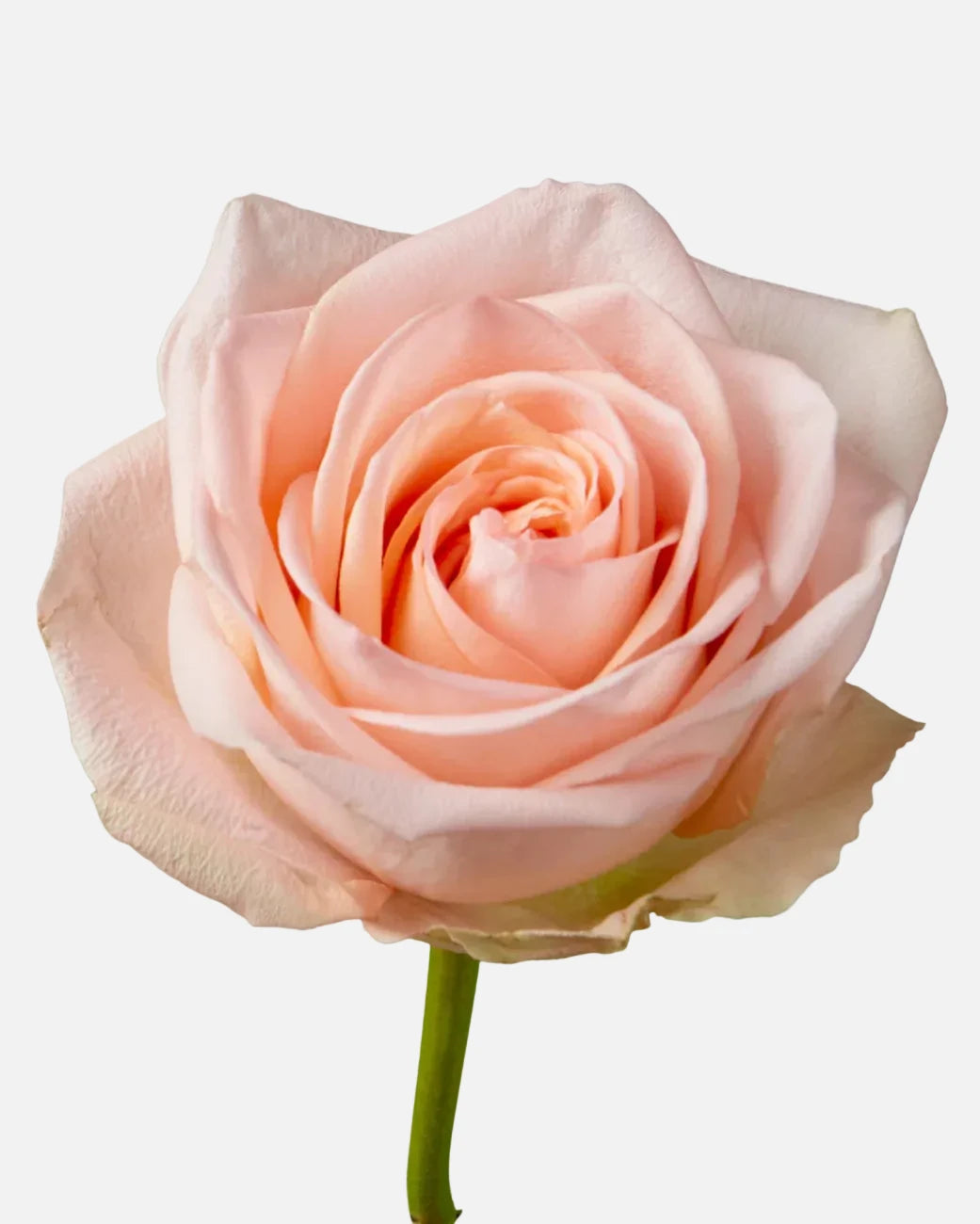 Tiffany Roses Short