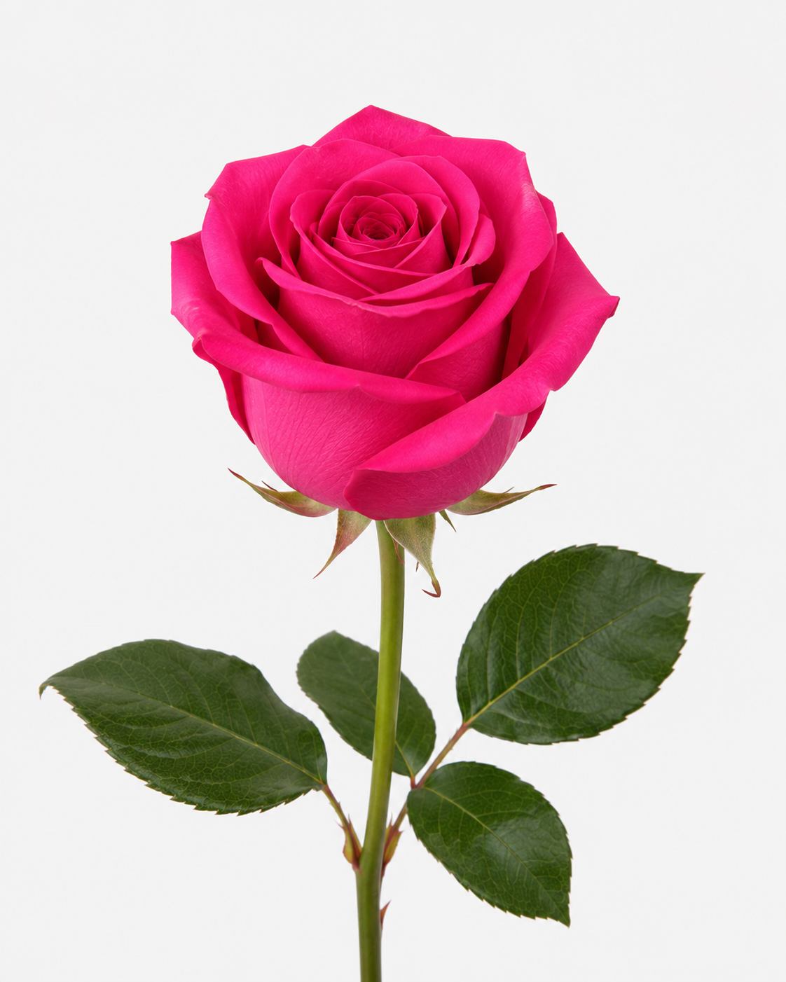 Tina Roses Hot Pink Long