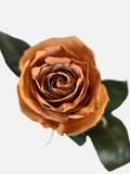 Brown Tinted Roses Long