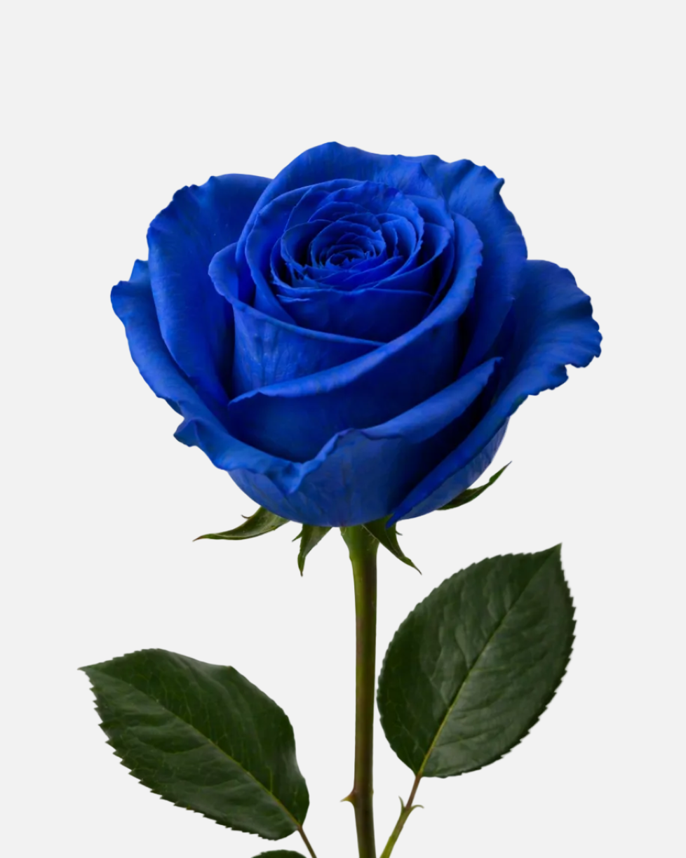 Tinted Blue Roses Long