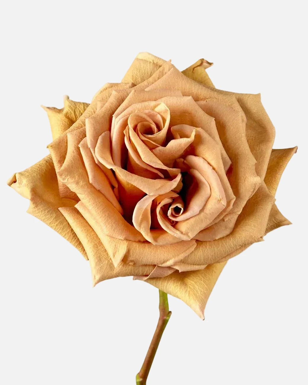 Toffee Roses Brown Long