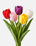 Tulips Holland Assorted Box