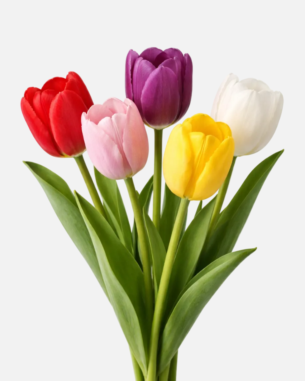 Tulips Holland Assorted Box