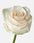 Vendela Roses White Long