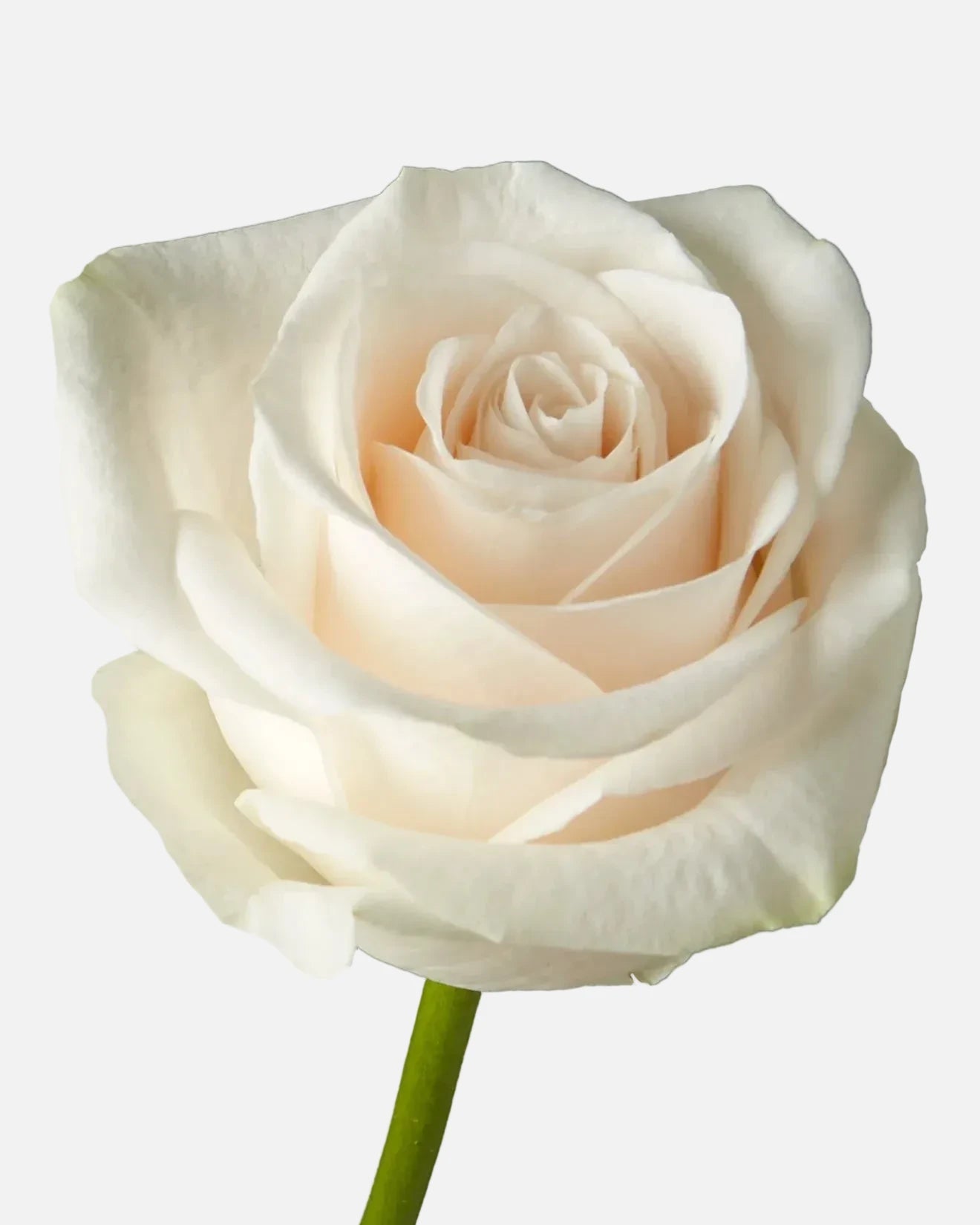 Vendela Roses White Long