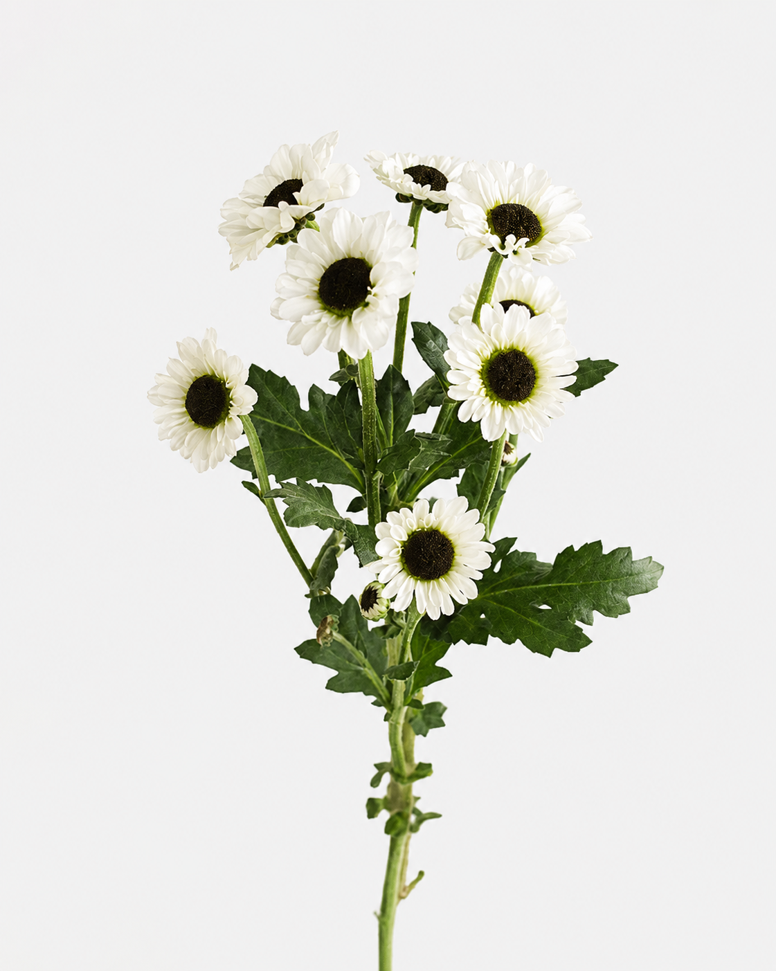 Pompones vikingos blancos