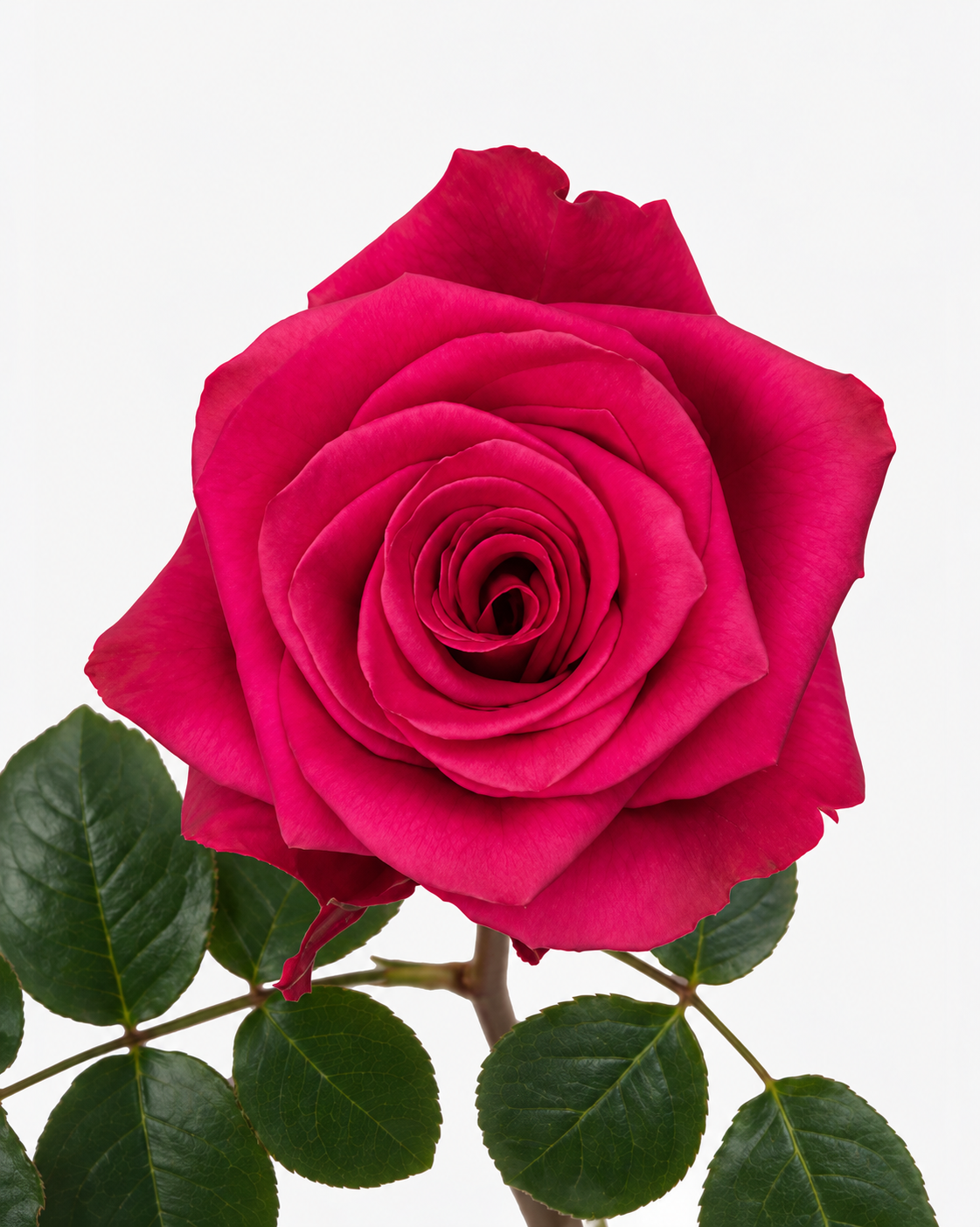 VIPink Roses Long