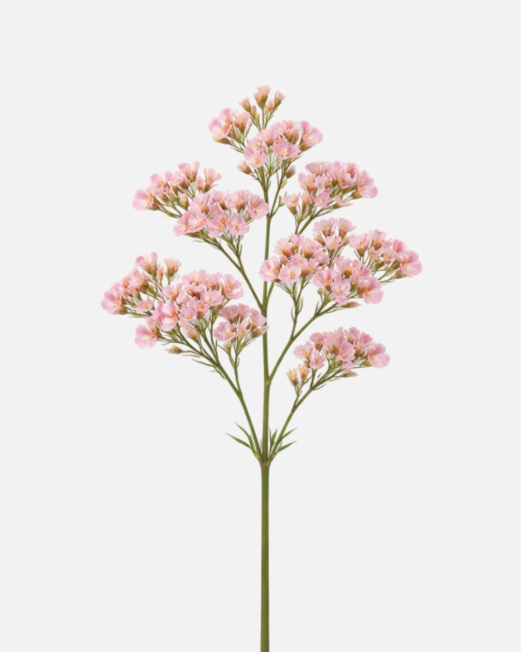 Wax Pink