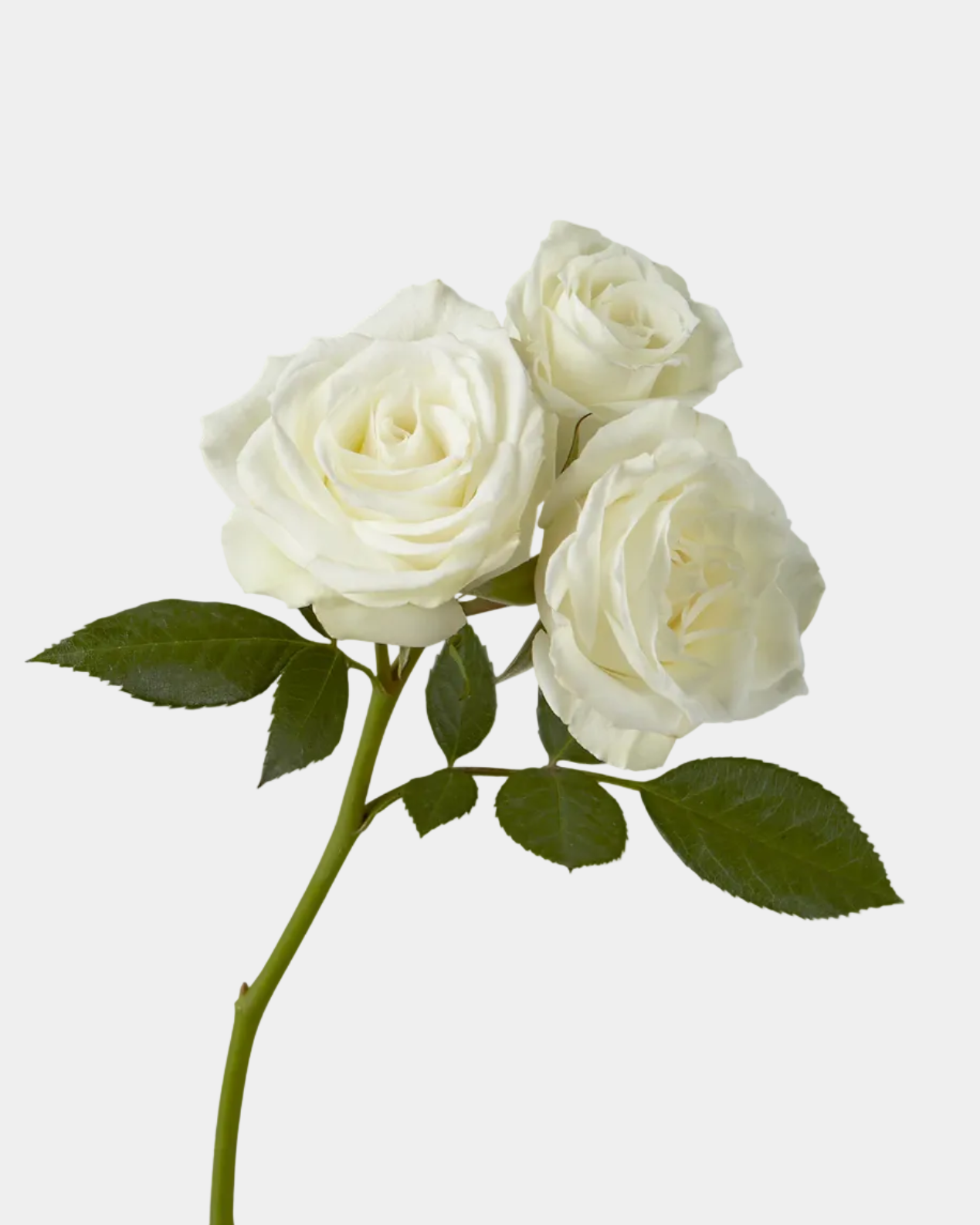 Rosas miniatura blancas