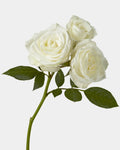 Rosas miniatura blancas