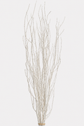 Birch Tree Branch