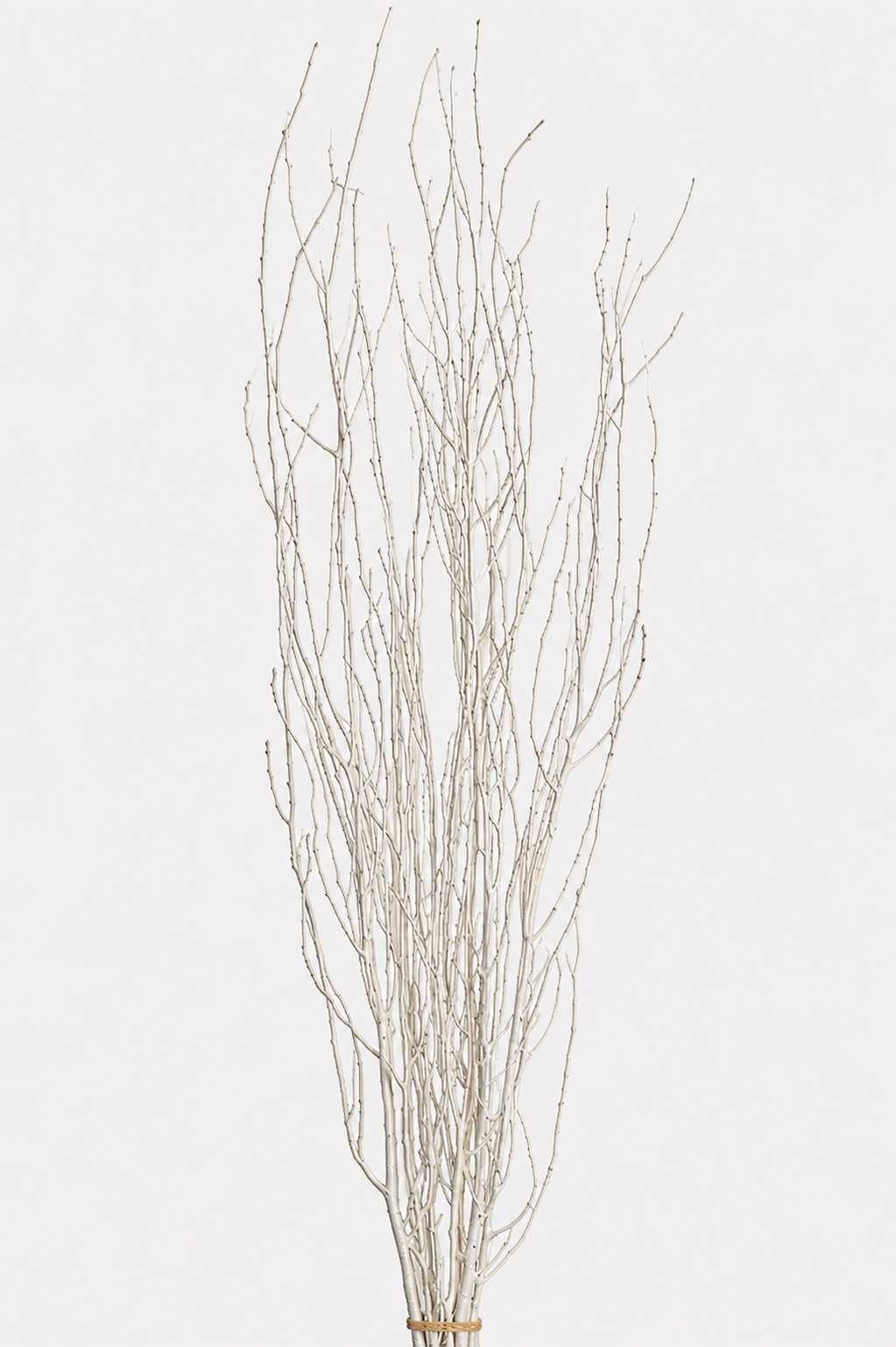 Birch Tree Branch