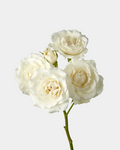Rosas en spray White Majolika