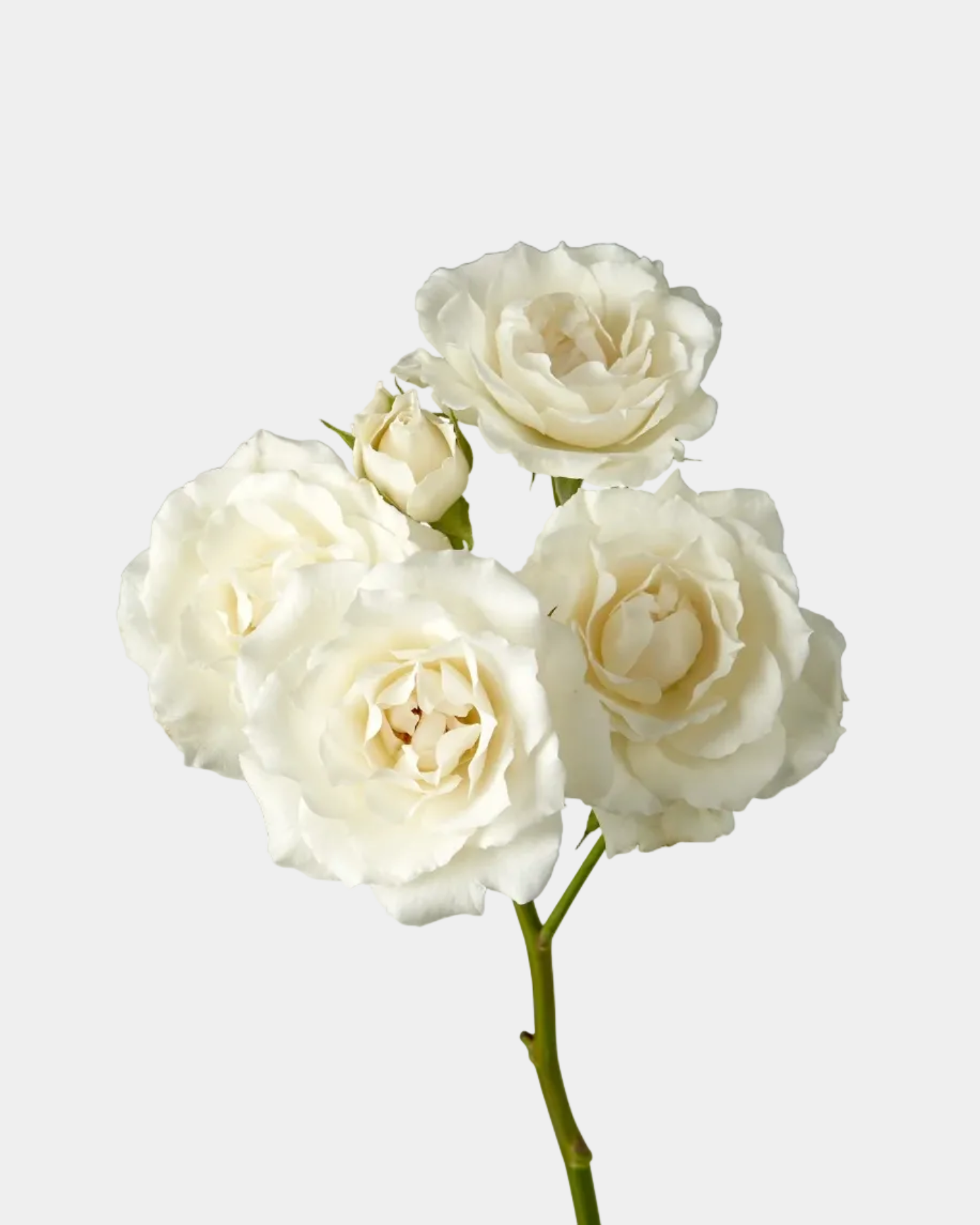 Rosas en spray White Majolika