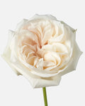 White O'hara Garden Roses Short