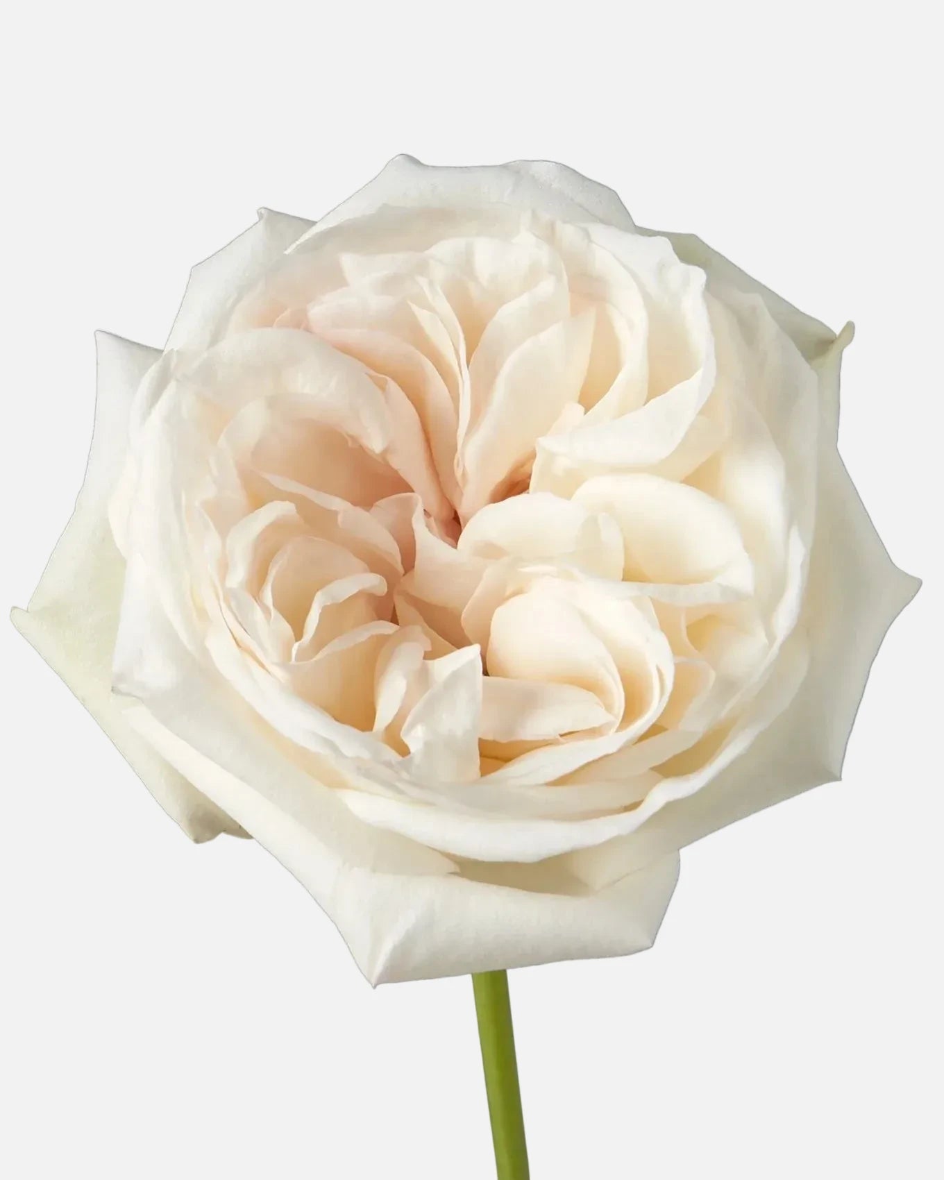 White O'hara Garden Roses Short
