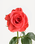 WOW Roses Long