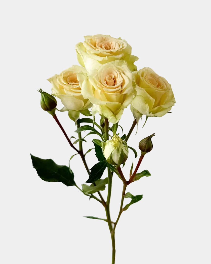Rosa spray amarilla