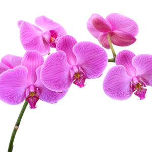TROPICAL ORCHIDS