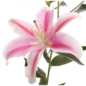 LILLY ORIENTAL